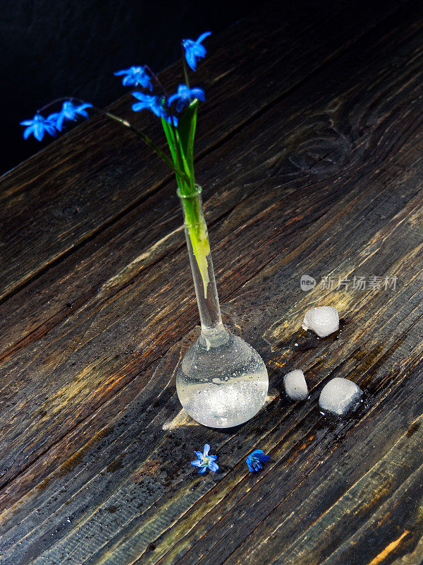 黑色的仍然有蓝色的花(scilla siberica)